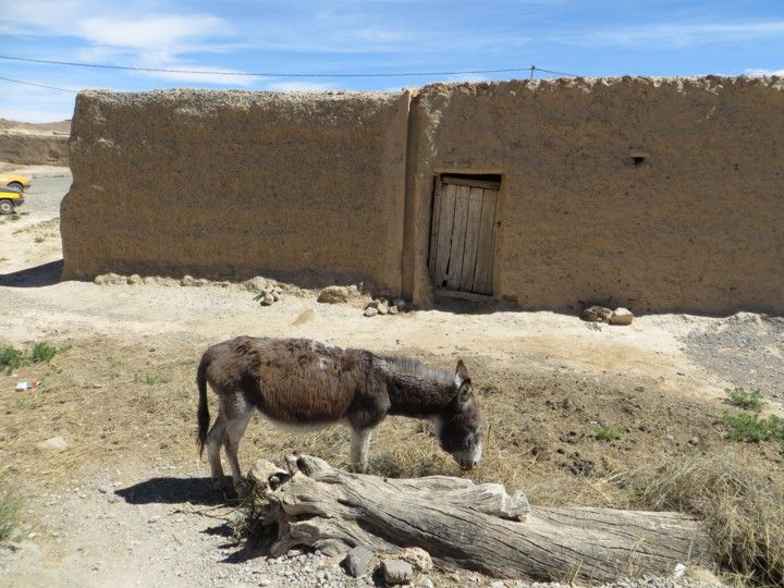 Burro Marruecos