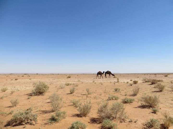 Dromedarios Rally Atlas Marruecos