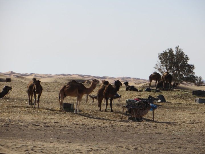 Marruecos Rally clasicos del atlas