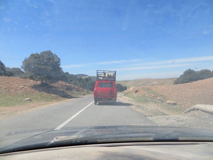 Cabras en furgoneta